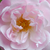 Roza - Sempervirens vrtnice - Belvedere